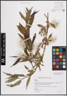 Foto von Salix excelsa S. G. Gmel.